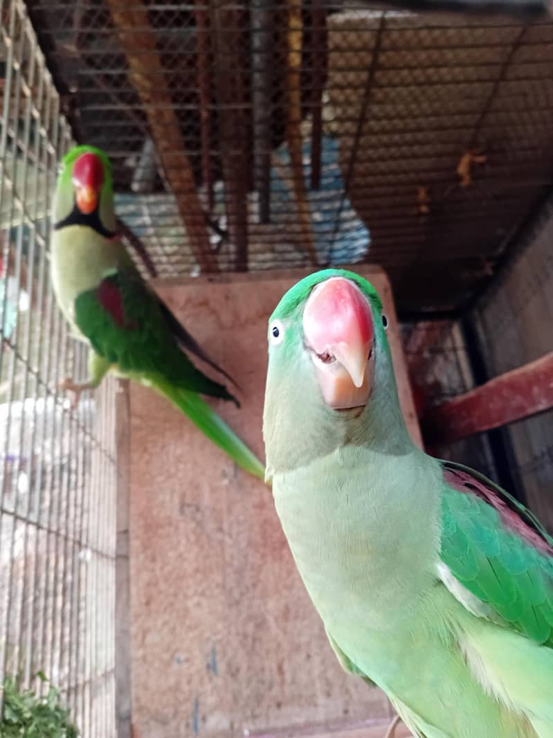 Alexander pair 2