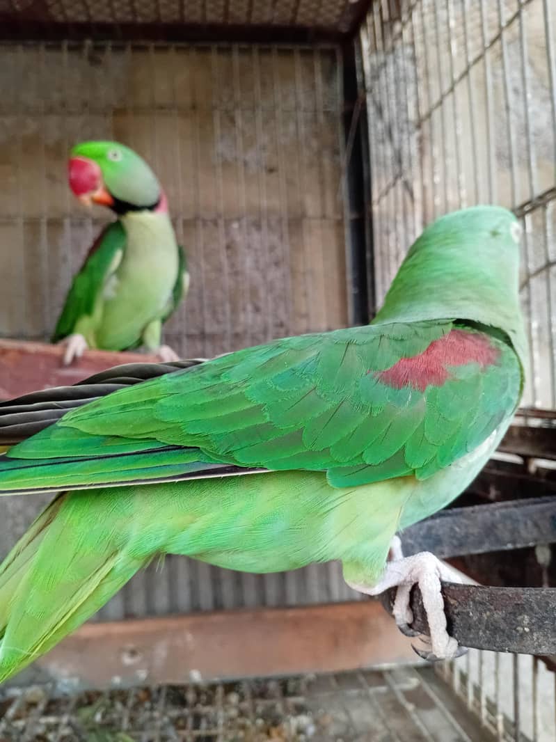 Alexander pair 3