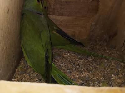 Green Parrot + Cocktail