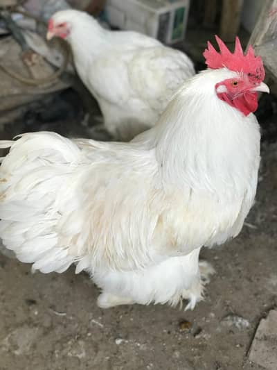White Buff Male