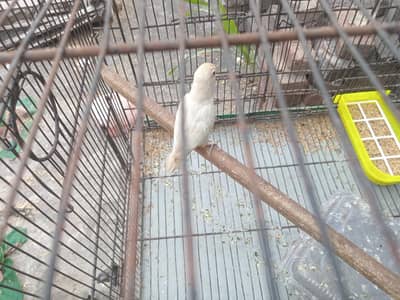 albino red eye