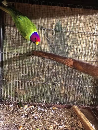 Plunhead breeder male and male patha for sale
