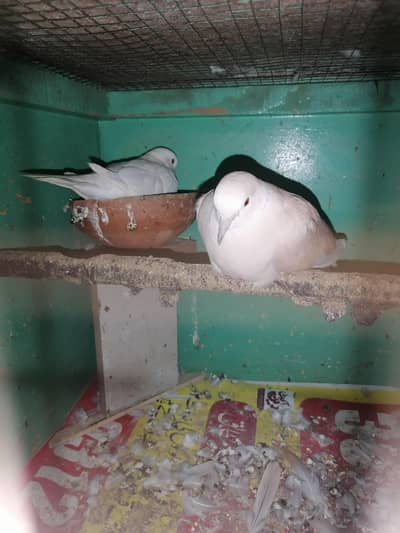 Breeder Pair For sale