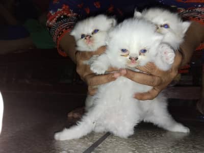 urgent sale