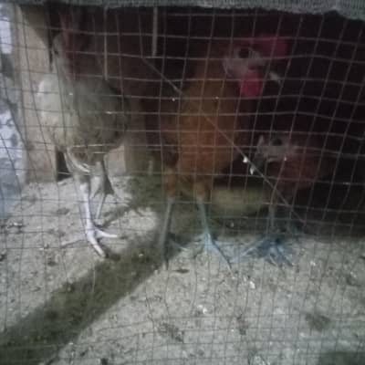 Cock and hen
