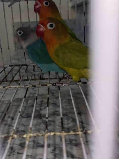 LOVE BIRDS (3 MALE) (2 FEMALE)