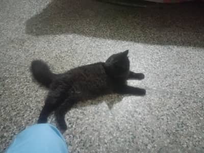 pair adult cats male is black female is grey