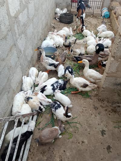 rabbit for sale