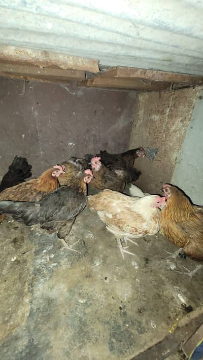 5 desi hens