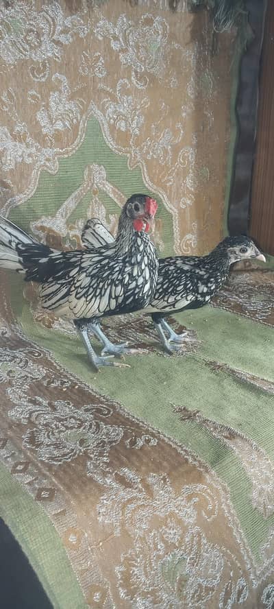 Silver Spride Hen pair 6000