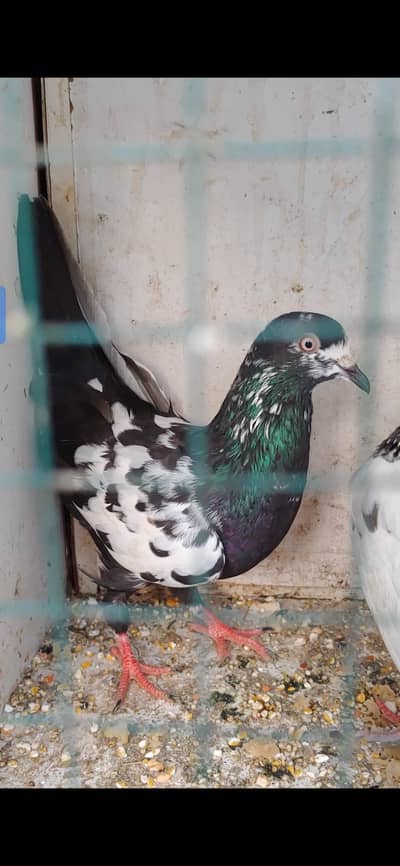 Rampuri male for sale.