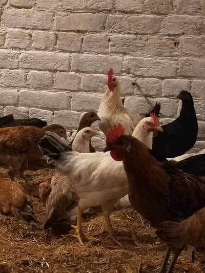 Golden Mishri hens | Egg laying hens | Murgi