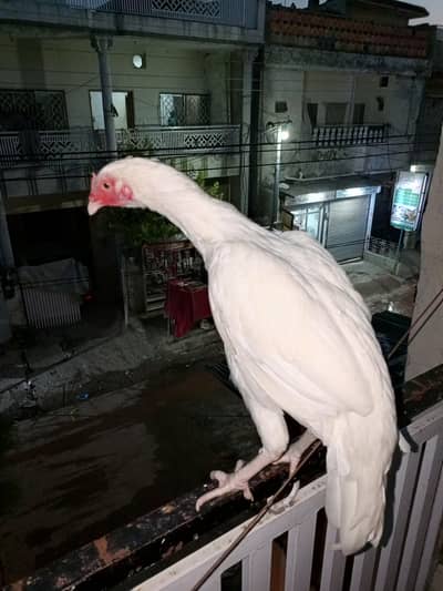 Hera white Aseel Rooster | 14-18 Months | Healthy & Attractive Aseel