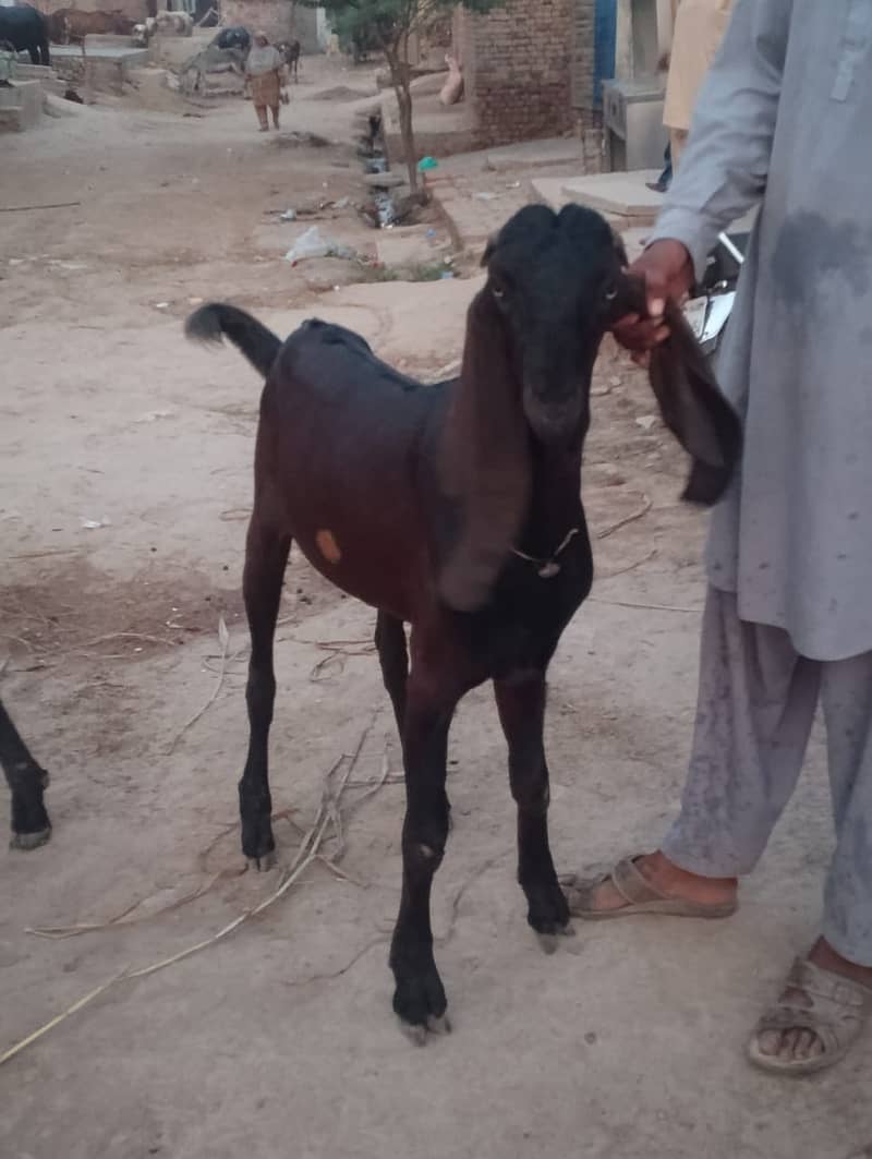 Goats 1
