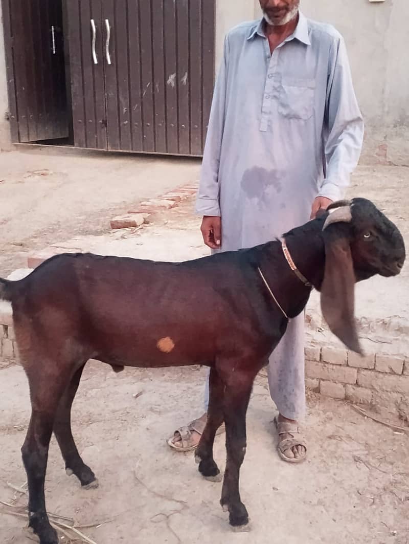 Goats 2