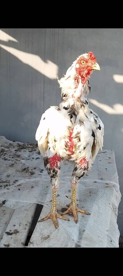 Aseel Mianwali