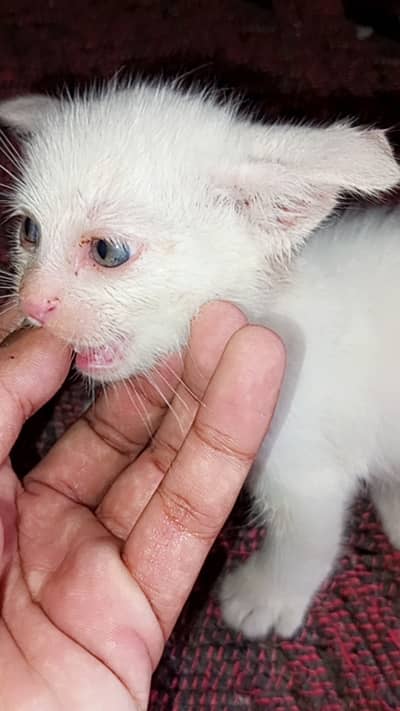 Healthy and active kitten for sale .