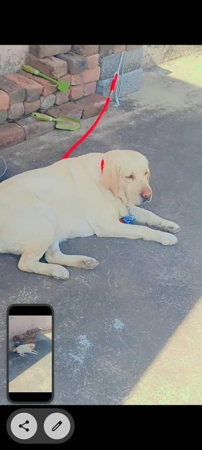 Labrador female for sell
