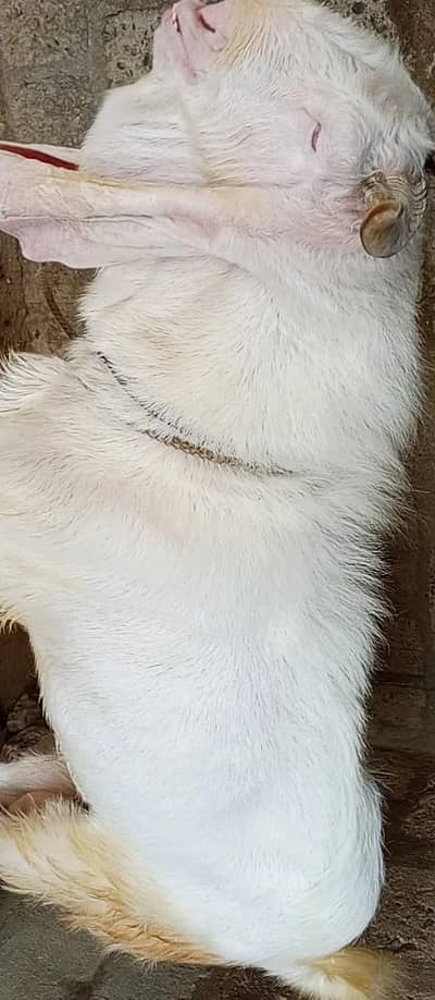 pure gulabi bakri