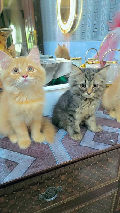 Persian kittens 2 female 1 black male. .