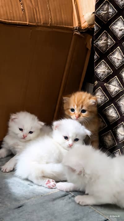 Persian kittens for sale