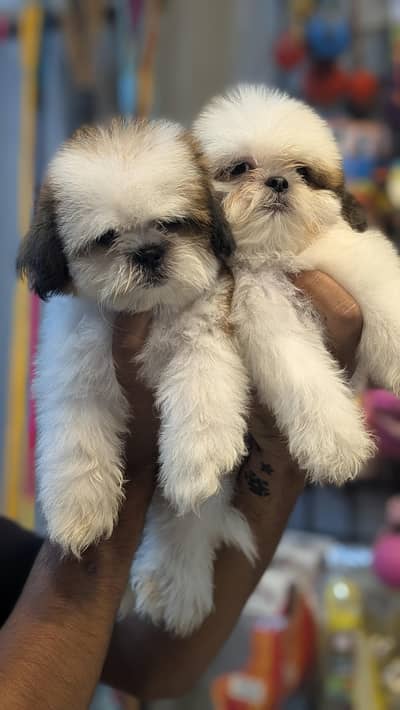 Shihtzu puppy available hello pets