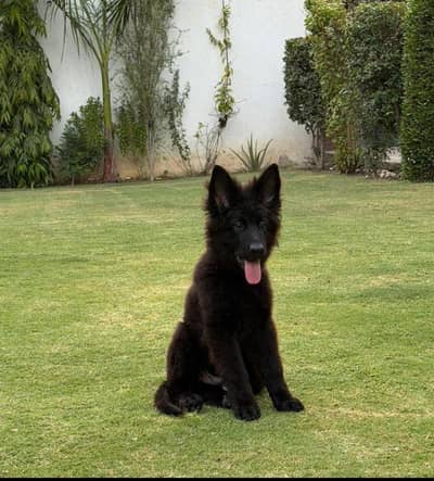 4 month padgree male puppy