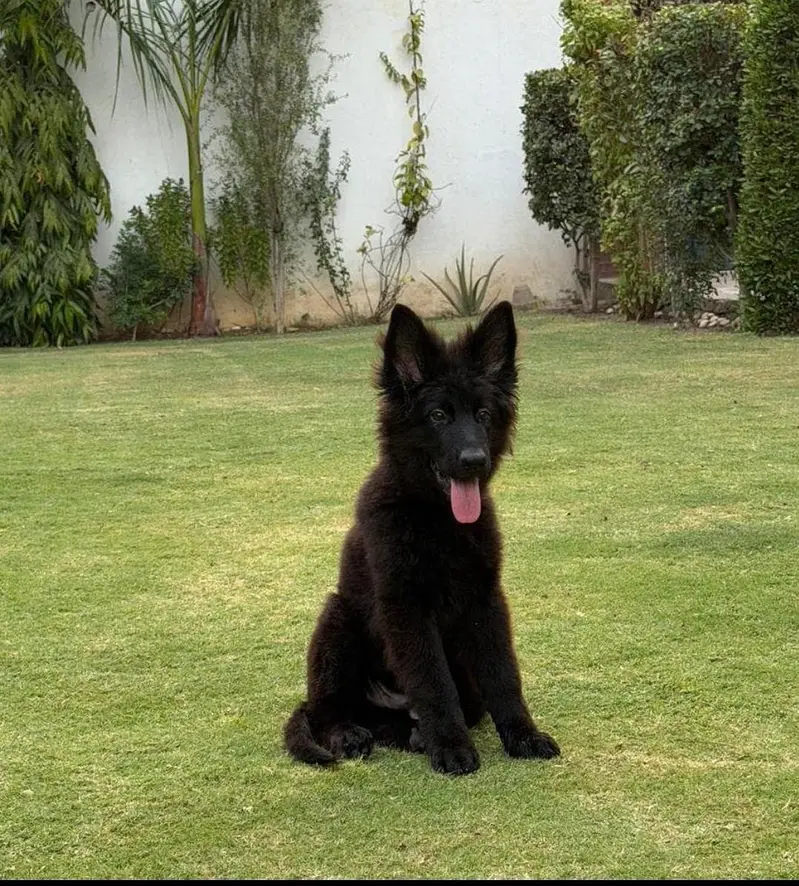 4 month padgree male puppy — photo 2
