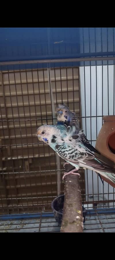 nice Bird