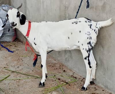 healthy and active bakri hai