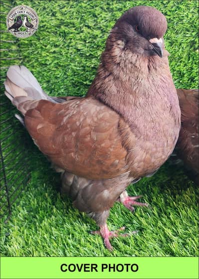 Quality Fancy Pigeons