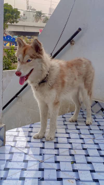 Siberian Husky Male Pup