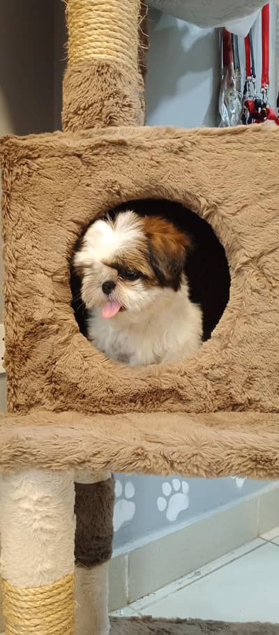 shih tzu puppy available for sale