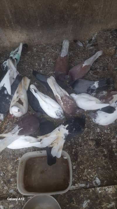 Mix Pigeons for sale