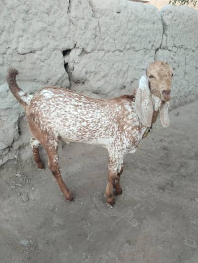 desi Bakra for Sale Mashallah