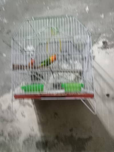 Green opline split blue opline male female confirm ready for 1st breed