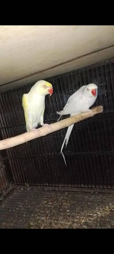 white female cremeno male breader pair 03143275503