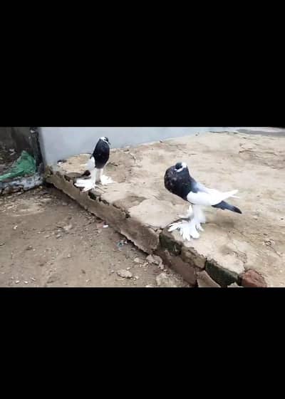 Pigeons For Sale