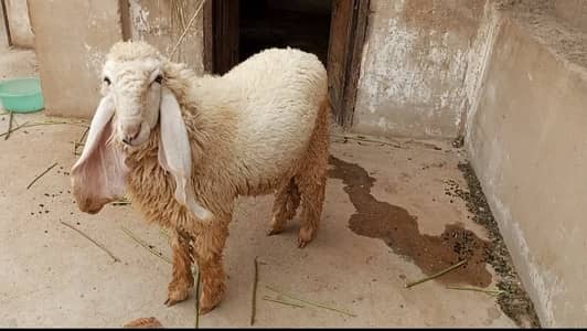 Dumba For Sale