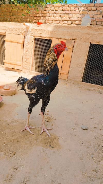 Aseel Murga for sale 8000 Rs