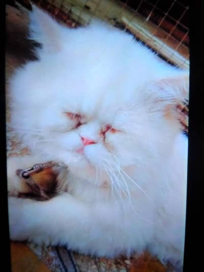 male available for matting