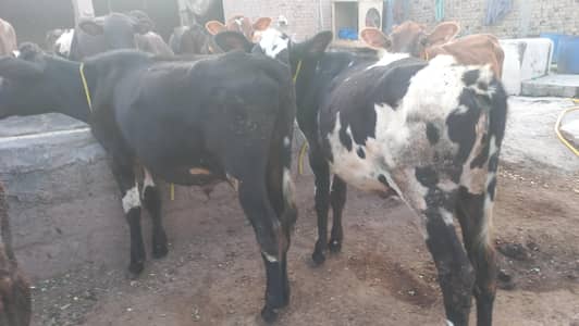 female cow