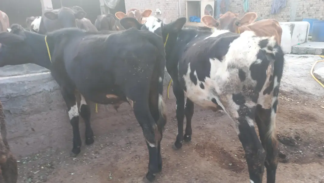 female cow