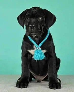 IMPORTED CANE CORSO PUPPIES ARE AVAILABLE FOR SALE