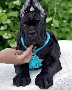 IMPORTED CANE CORSO PUPPIES ARE AVAILABLE FOR SALE — photo 2