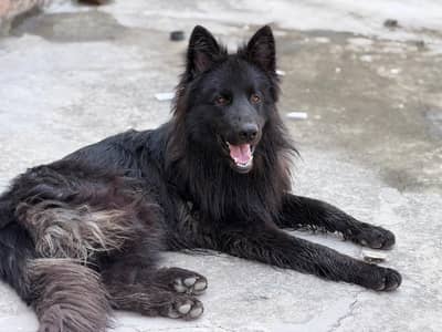 Belgian Shepherd long coat Pedigree