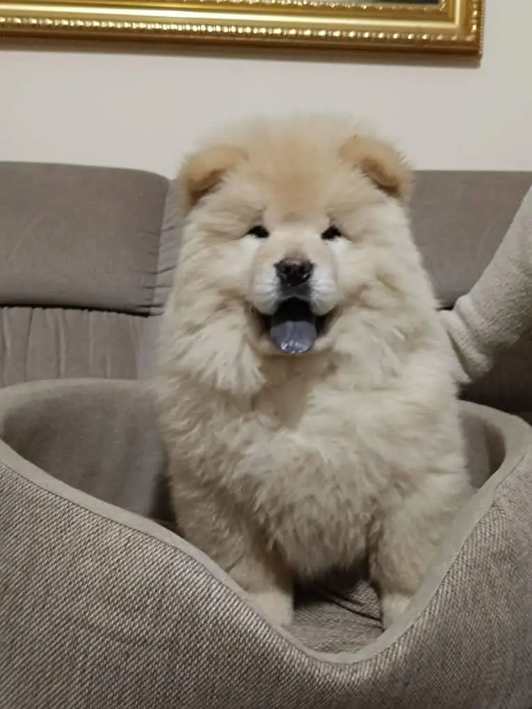 IMPORTED CHOW CHOW PUPPIES ARE AVAILABLE FOR SALE