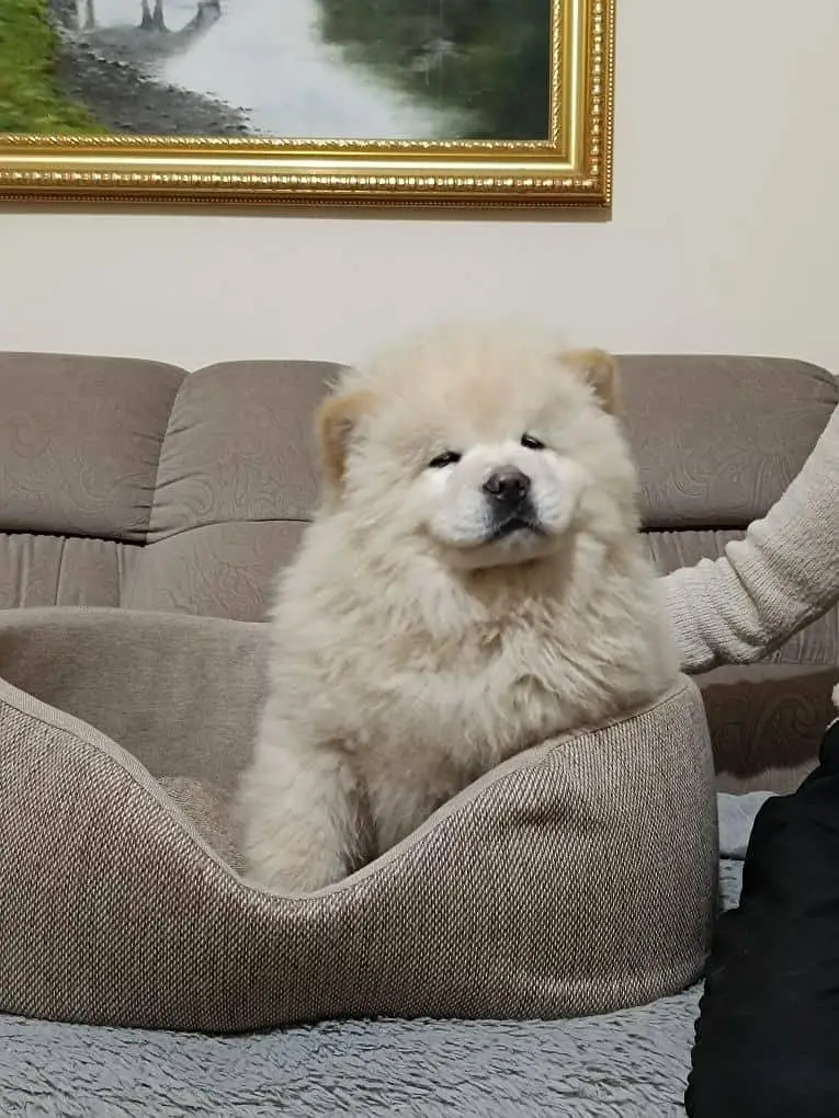 IMPORTED CHOW CHOW PUPPIES ARE AVAILABLE FOR SALE — photo 2