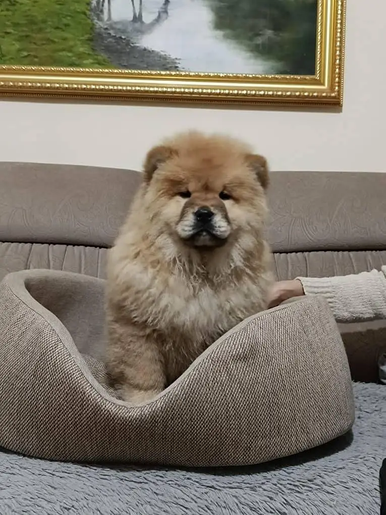 IMPORTED CHOW CHOW PUPPIES ARE AVAILABLE FOR SALE — photo 3