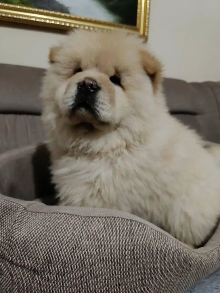 IMPORTED CHOW CHOW PUPPIES ARE AVAILABLE FOR SALE — photo 4